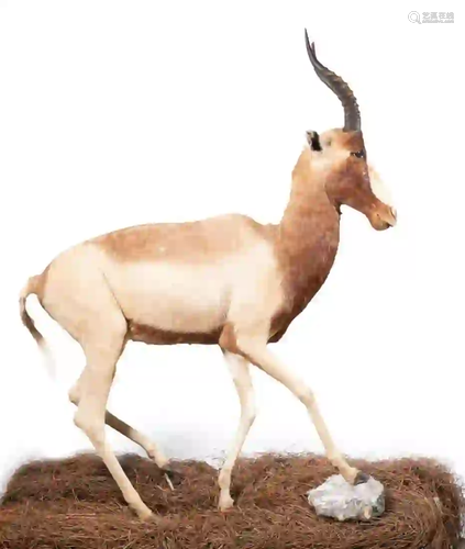 WHITE BLESBUCK FULL BODY MOUNT