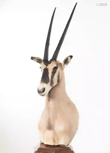 GEMSBOK SHOULDER MOUNT ON FLOOR PEDESTAL