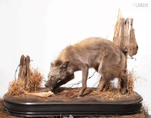 SOUTHEASTERN US COYOTE FULL BODY MOUNT SCENE