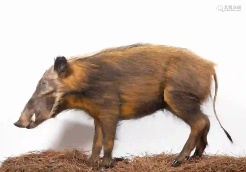 BUSH PIG / RED RIVER HOG FULL BODY MOUNT