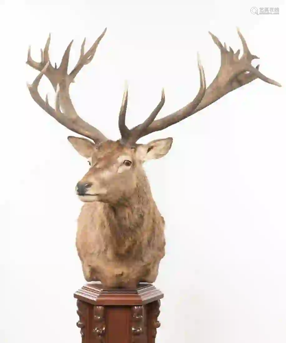 SENIOR RED STAG SHOULDER MOUNT ON FLOOR PEDESTAL