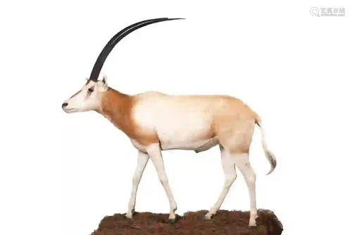 SCIMITAR HORNED ORYX FULL BODY MOUNT