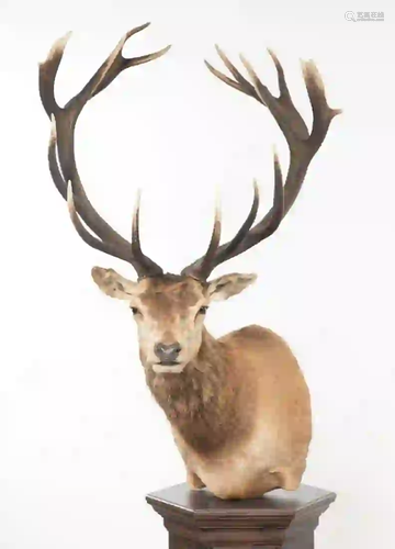 JUNIOR RED STAG SHOULDER MOUNT ON FLOOR PEDESTAL