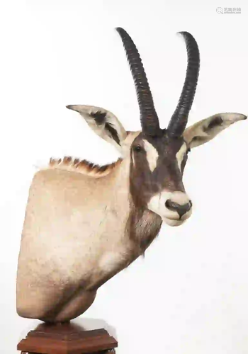 ROAN ANTELOPE SHOULDER MOUNT ON FLOOR PEDESTAL