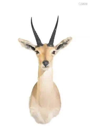 REEDBOK SHOULDER MOUNT