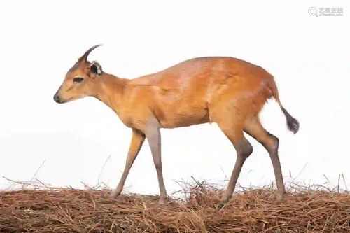 RED DUIKER FULL BODY MOUNT