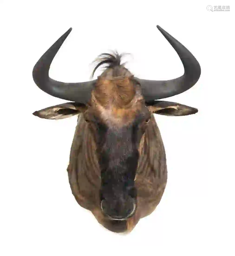 BLUE WILDEBEEST SHOULDER MOUNT