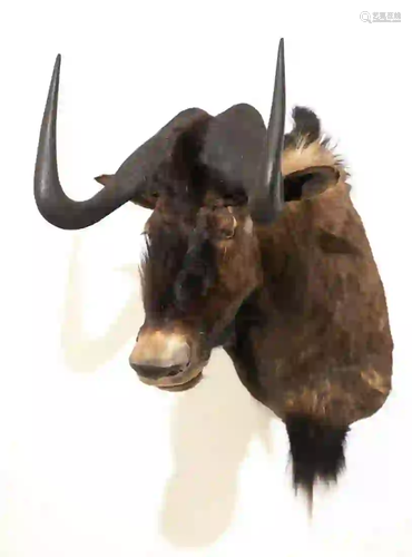 BLACK WILDEBEEST SHOULDER MOUNT