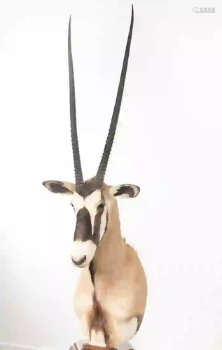 GEMSBOK SHOULDER MOUNT ON FLOOR PEDESTAL