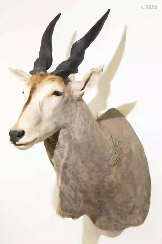 COMMON ELAND SHOULDER MOUNT