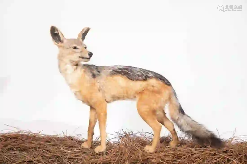 BLACK-BACKED JACKAL FULL BODY MOUNT