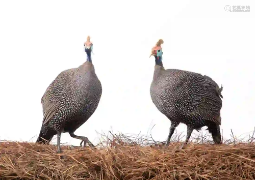 GROUP OF 2, HELMETED GUINEA FOWL MOUNT