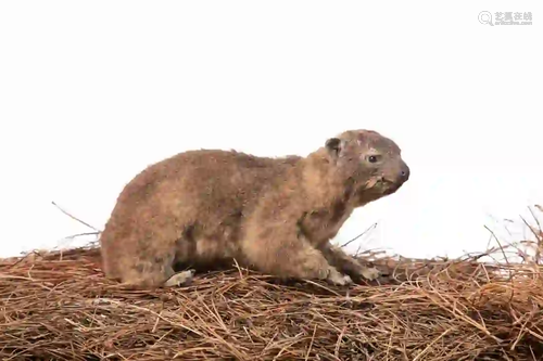 ROCK RABBIT FULL BODY MOUNT