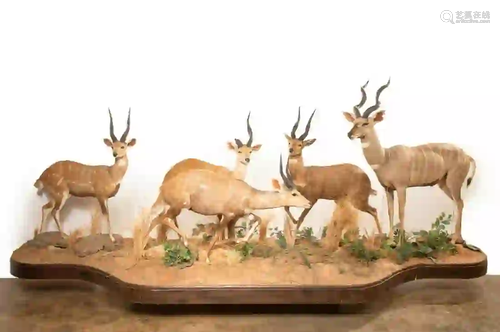 BUSH BUCK & LESSER KUDU FULL BODY MOUNT SCENE