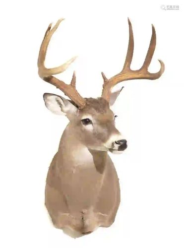 WHITETAIL DEER SHOULDER MOUNT