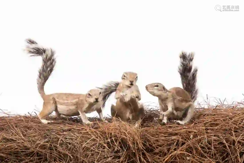 GROUP OF 3, AFRICAN SQUIRREL FULL BODY MOUNTS