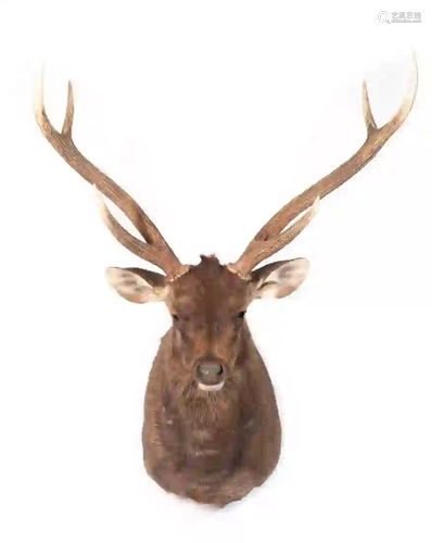 SAMBAR DEER SHOULDER MOUNT