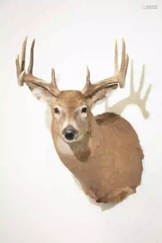 CANADIAN WHITE TAIL DEER SHOULDER MOUNT