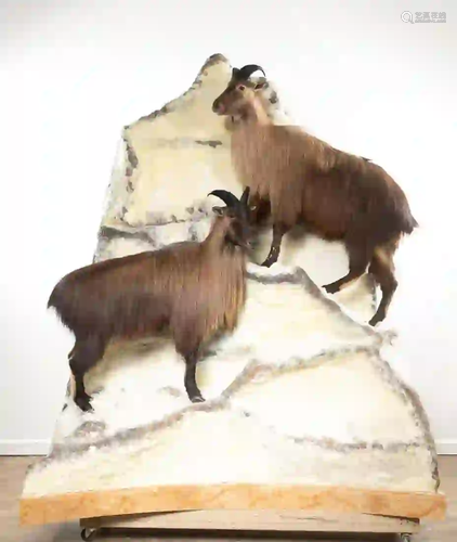 TAHR FULL BODY MOUNT SCENE