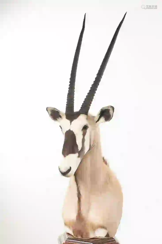 GEMSBOK SHOULDER MOUNT ON FLOOR PEDESTAL