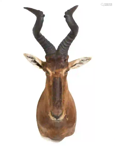 RED HARTEBEEST SHOULDER MOUNT