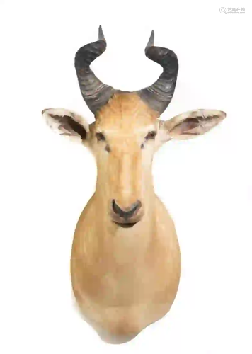 WESTERN HARTEBEEST SHOULDER MOUNT