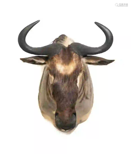 BLUE WILDEBEEST SHOULDER MOUNT