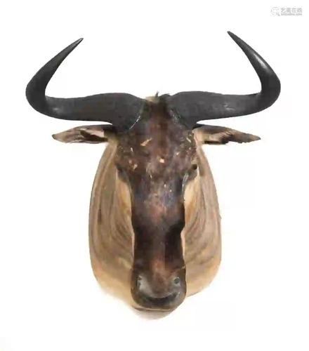 BLUE WILDEBEEST SHOULDER MOUNT