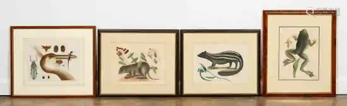 MARK CATESBY, HAND COLORED ENGRAVINGS, ANIMALS