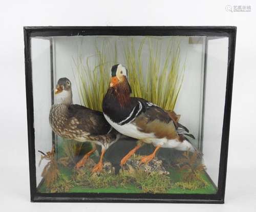 VITRINE naturaliste contenant un couple de canards…