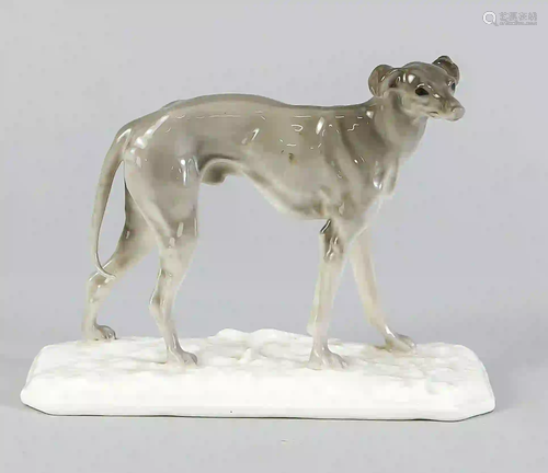 Greyhound, Nymphenburg, early 20th