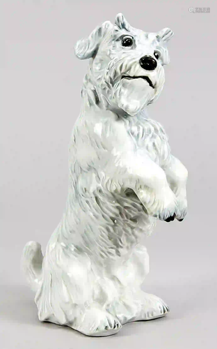 Terrier, Ens, model no. 6165, polyc