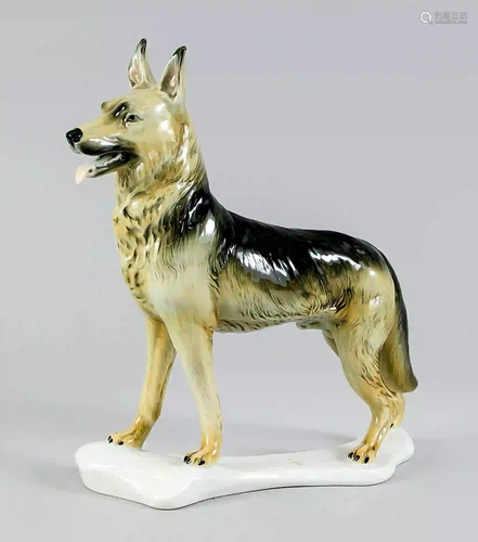 Shepherd dog male, Ens, polychrome