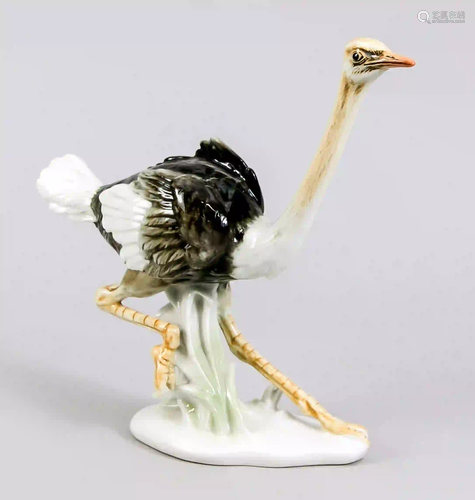 Running ostrich, Ens, polychrome pa