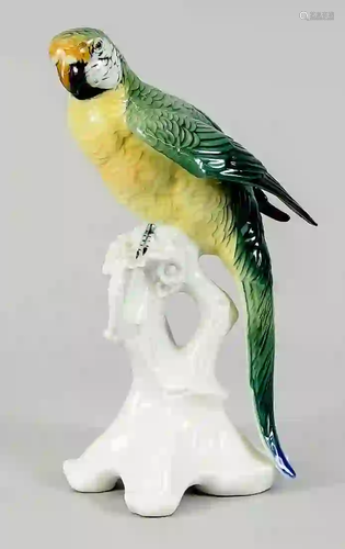 Parrot on branch, Ens, polychrome p