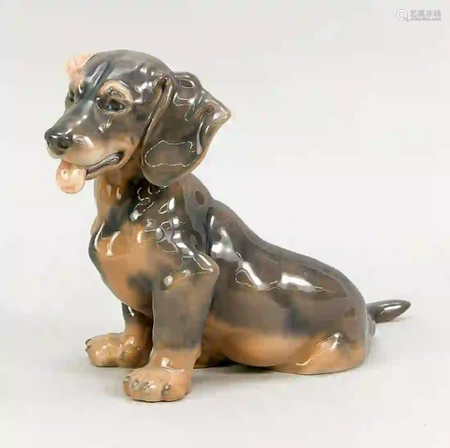 Large sitting dachshund, Royal Cope