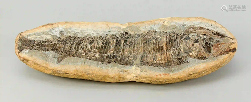 Petrified fish, found in Sertaon, B