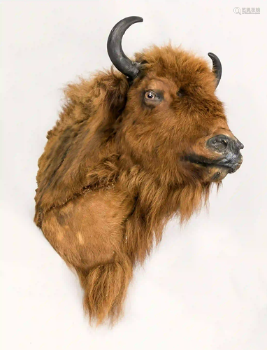 Bison trophy, probably mid-20th c.