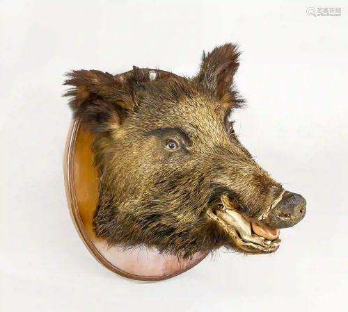 Wild boar trophy (Sus Scrofa), 1st