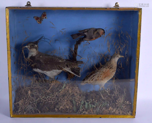 AN ANTIQUE TAXIDERMY STUDY OF BIRDS. 54 cm x 40 cm.