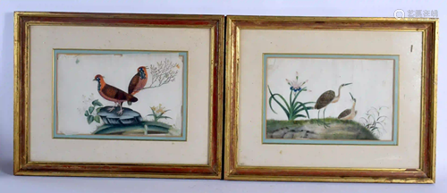 Chinese School (19th Century) Pith paper, bird studies.