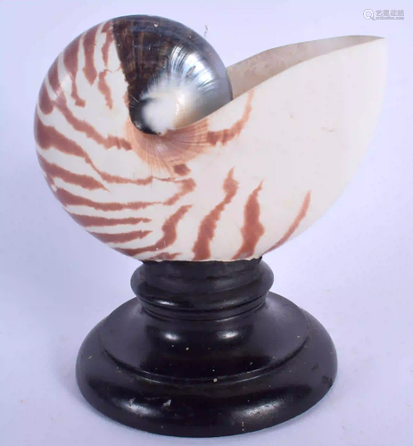 A NAUTILUS SHELL SPECIMEN 15 cm x 12 cm.