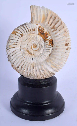 A FOSSIL AMMONITE ON STAND. 17 cm x 7 cm.