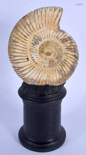 A FOSSIL AMMONITE ON STAND. 20 cm x 7 cm.