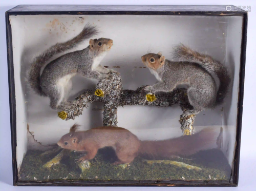 A VICTORIAN TAXIDERMY GROUP OF SQUIRRELS within a