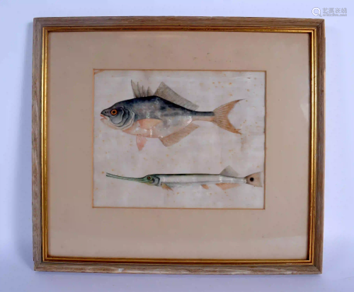 Chinese School (19th Century) Pith paper, two fish.