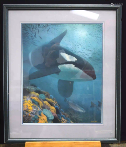 Randall Scott (201 of 750) Framed Print of an Orca