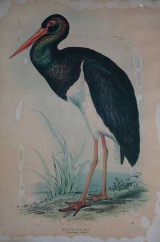 After Edward Lear (1812-1888), Black Stork (Circonia Negra) Lithograph