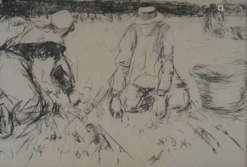 Harry Becker (British 1865-1928) Gathering Potatoes, Holland Lithograph