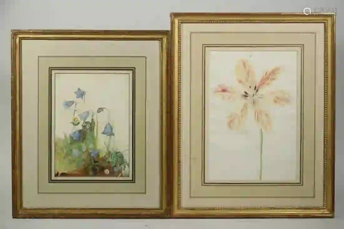 (2) BOTANICAL WATERCOLORS